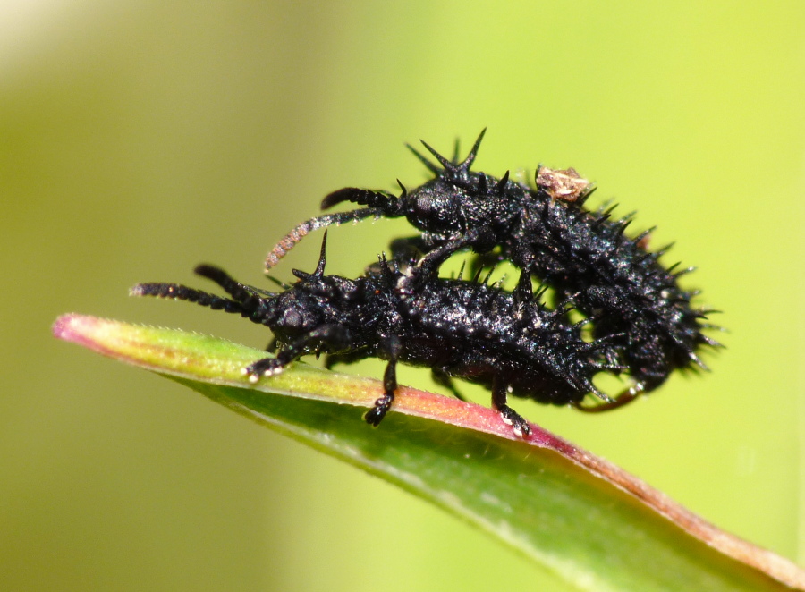 Chrysomelidae da identificare: Hispa atra